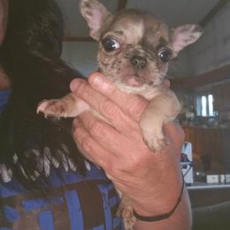 Girl 1 - Fawn brindle and white female French Bulldog puppy in Lansing, Michigan from Black Thunder 517 Dachshunds and frenchies