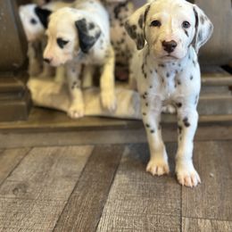 Dalmatian Puppies from Pawsitively Spotted