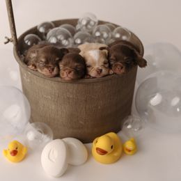 Chihuahua Puppies from Happy Pups