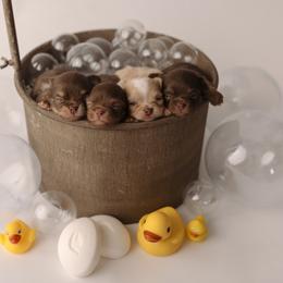 Chihuahua Puppies from Happy Pups