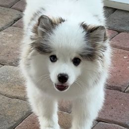 Pomsky Puppies from Bluepomski Puppies & Stud Services Of South West Florida