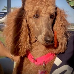 Poodle Puppies from Prissy Pants Poodles LLC