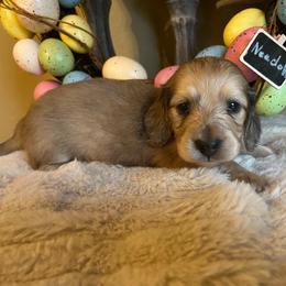 Needoh - Cream male Dachshund puppy in Perryville, Maryland from Heavenly Heritage Dachshunds and Doods
