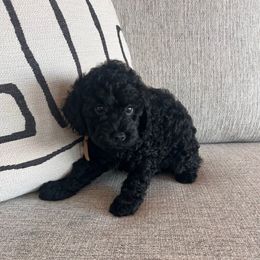 Remi - Black male Poodle puppy in Queen Creek, Arizona from Prestigious Toy Poodles