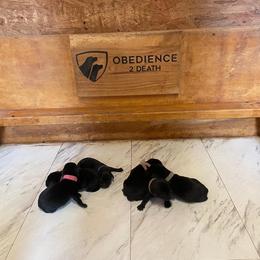 Labrador Retriever puppies from Obedience 2 Death