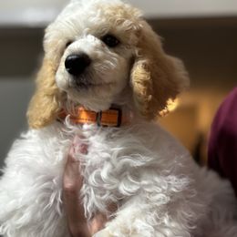 Rune - Parti male Poodle puppy in Grand Rapids, Michigan from Earthstone Poodle