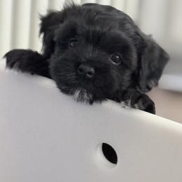 Havanese Puppies from Kuba Havaluv