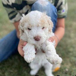 Poppy - White female Lagotto Romagnolo puppy in Minster, Ohio from 1880 Lagotto