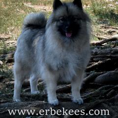 Kamiah - Keeshond