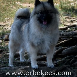 Kamiah - Keeshond