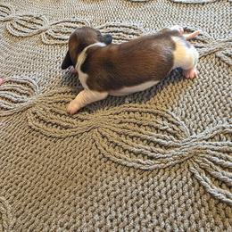 Yoshi - Piebald male Dachshund puppy in Oklahoma from Wilkinson’s Waggish Weiner Dogs