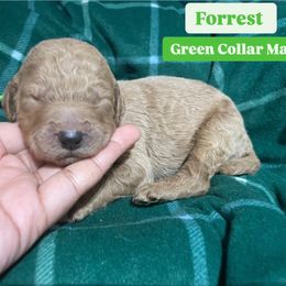 Bernedoodle and Goldendoodle Puppies from Lyon and Luna Goldendoodles Bernedoodles