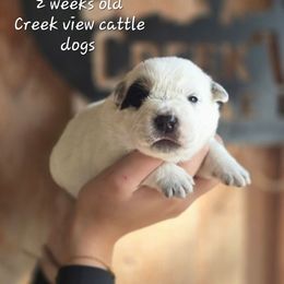 Boy 2 - Blue mottled male Australian Cattle Dog puppy in Monroe, North Carolina from Creek View Cattle Dogs