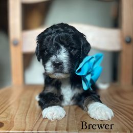 Brewer - Bernedoodle puppy from Sweet Pea Bernedoodles