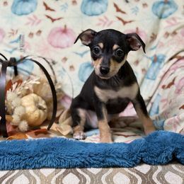 Channel - Black white and tan female Xoloitzcuintli puppy in Victorville, California from Elegancia Vintage Xoloitzcuintle