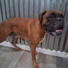 Tasha - Boxer