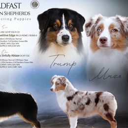 Australian Shepherd puppies from Steadfast Australian Shepherds