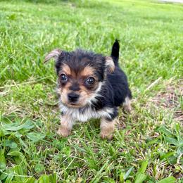 Mae - Black and gold female Yorkshire Terrier puppy in Festus, Missouri from Impeccable Pups