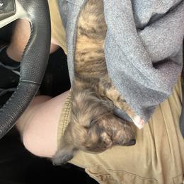 Dachshund Puppies from 2 Knights Doxies