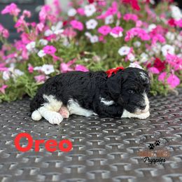 Oreo - Black and white male Bernedoodle puppy in Heyworth, Illinois from Cobble Creek Puppies