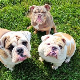 Bulldog Puppies from Pappy's Bullies