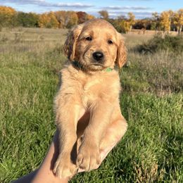 Golden Retriever Puppies from Johnson's Red