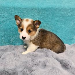 BRICE - Sable male Pembroke Welsh Corgi puppy in Walker, Iowa from Double K Corgis