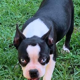 Sapphire - Boston Terrier