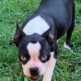 Sapphire - Boston Terrier