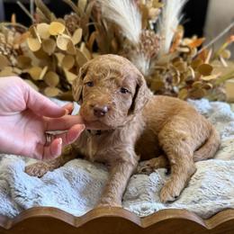 Toffee- Brown Collar - Apricot male Goldendoodle puppy in Bay City, Texas from Charming Doods Goldendoodles