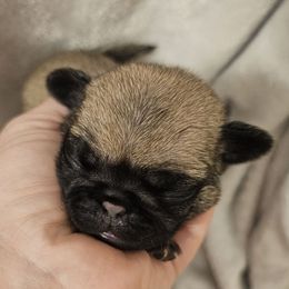 Purple - Fawn female Pug puppy in Tallapoosa, Georgia from West Georgia Pugs