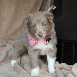 Taylor - AKC Reg - Lilac female Border Collie puppy in Courtland, Alabama from C Bar C Ranch Border Collies