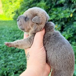 Turkey - Blue sable male Chinese Shar-Pei puppy in Lehigh Acres, Florida from Florida Wrinkles