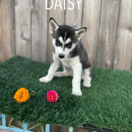Siberian Husky Puppies from Husky Love and Pups