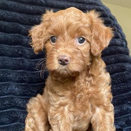 Maybelle - Red female Cavapoo puppy in Lebanon, Kentucky from Mosaic Merle Doodles
