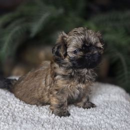AKC Twix - Brindle male Shih Tzu puppy in Smithville, Georgia from The Luckie Puppy