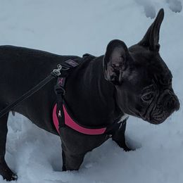 Keecie - French Bulldog