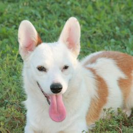 Polly - American Corgi