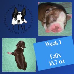 Felix - Black brindle and white male Boston Terrier puppy in Jupiter, Florida from CJM Boston and Boxer Puppies