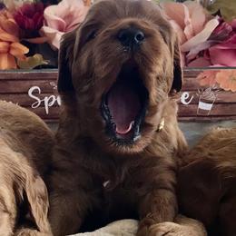 Australian Labradoodle Puppies from Wild Daisy Labradoodles