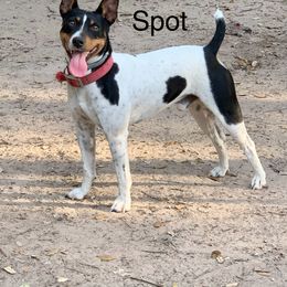 Spot - Rat Terrier