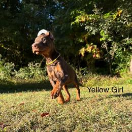 Yellow - Red and rust female Doberman Pinscher puppy in Knox, Indiana from Double River Dobermans