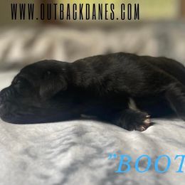 Boots - Great Dane puppy in Loris, South Carolina from Outback Danes