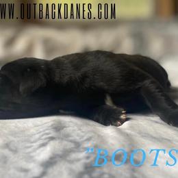 Boots - Great Dane puppy in Loris, South Carolina from Outback Danes