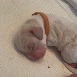 Orange Collar - Lemon and white male Basset Hound puppy in Callao, Virginia from Walk The Line Basset Hounds