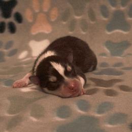 Scarlett - Chocolate female Pomsky puppy in Clarkston, Utah from Red Rock Ranch Breeders