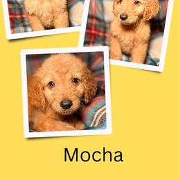 Mocha - Apricot female Goldendoodle puppy in Bluefield, Virginia from Love on a Leash