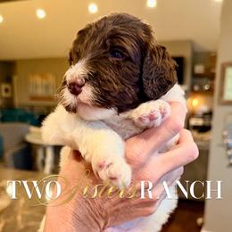 Yankee - male Newfypoo puppy in Jackson, Missouri from Two Sisters Ranch, LLC