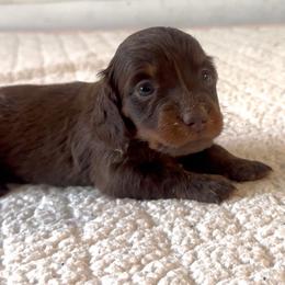 Coco - Chocolate and tan female Dachshund puppy in Temecula, California from Naomi Magee's Dachshund Kennel