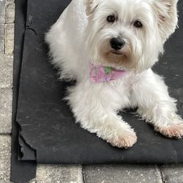 West Highland White Terriers from Windsor's West Highland White Terriers